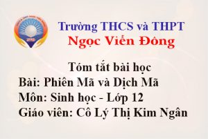 Tóm tắt bài học: Phiên Mã và Dịch Mã - Môn Sinh lớp 12 - Trường THCS và THPT Ngọc Viễn Đông